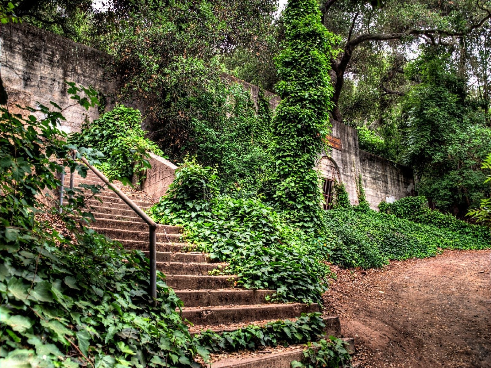 Overgrown stone staircase in forest