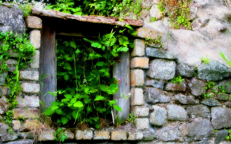 Overgrown stone window