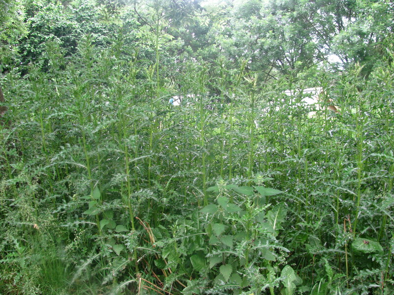 overgrown thistle plants in a garden