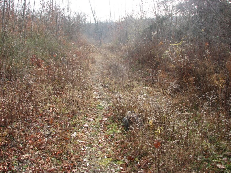 Overgrown Trail in Woods