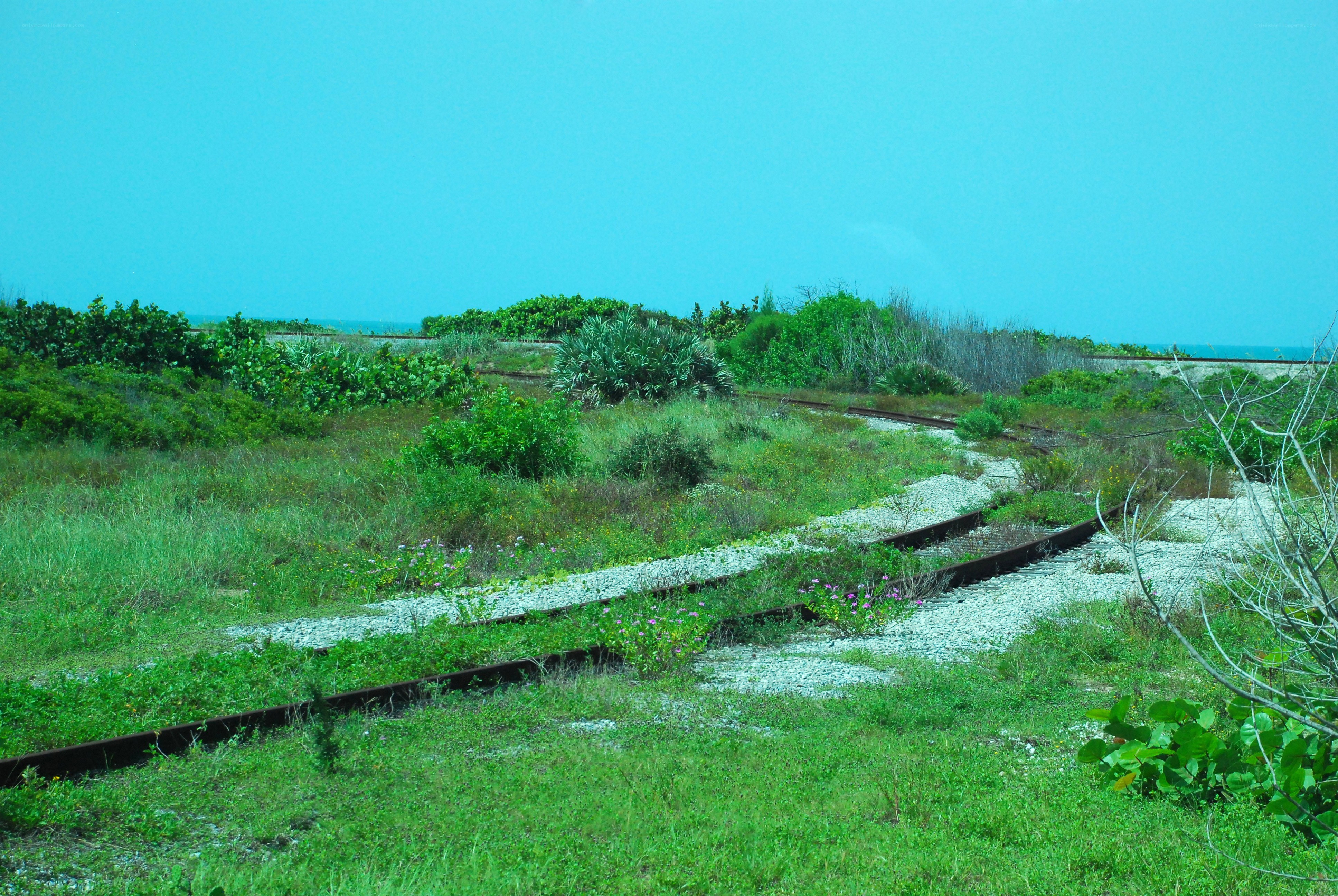 Overgrown train tracks by the sea