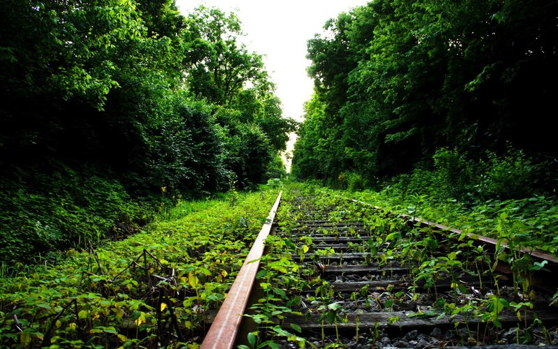 Overgrown Train Tracks — Green