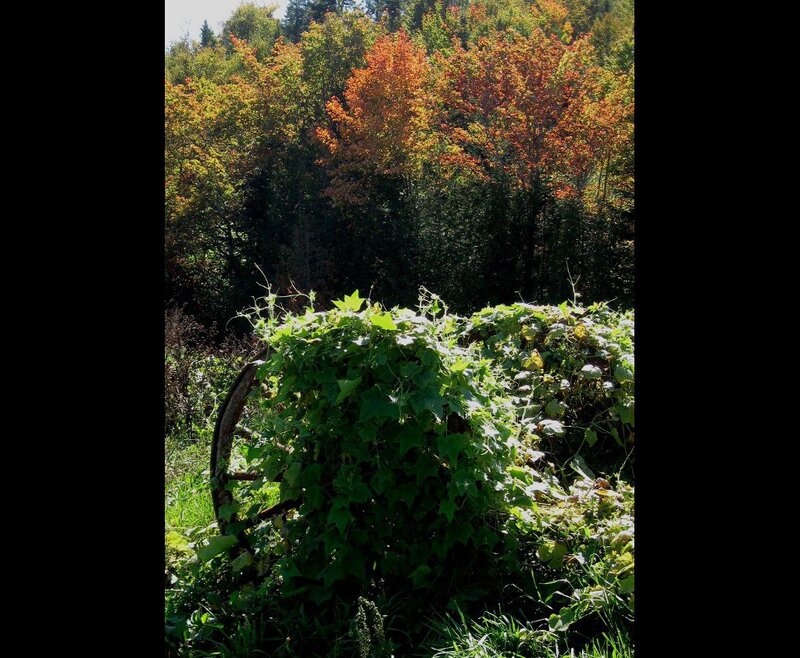 Overgrown Vine-covered Object