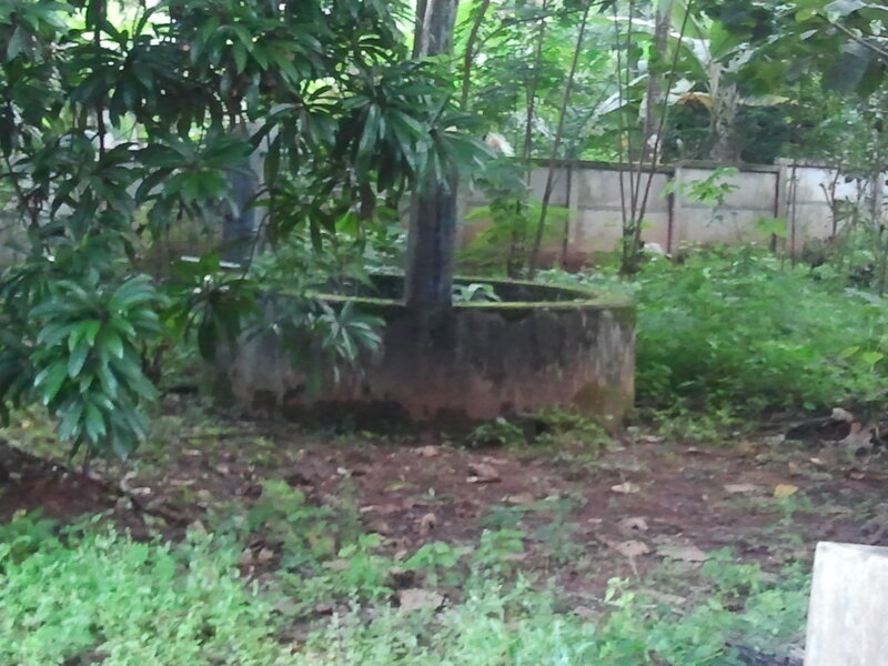 Overgrown Well in Garden