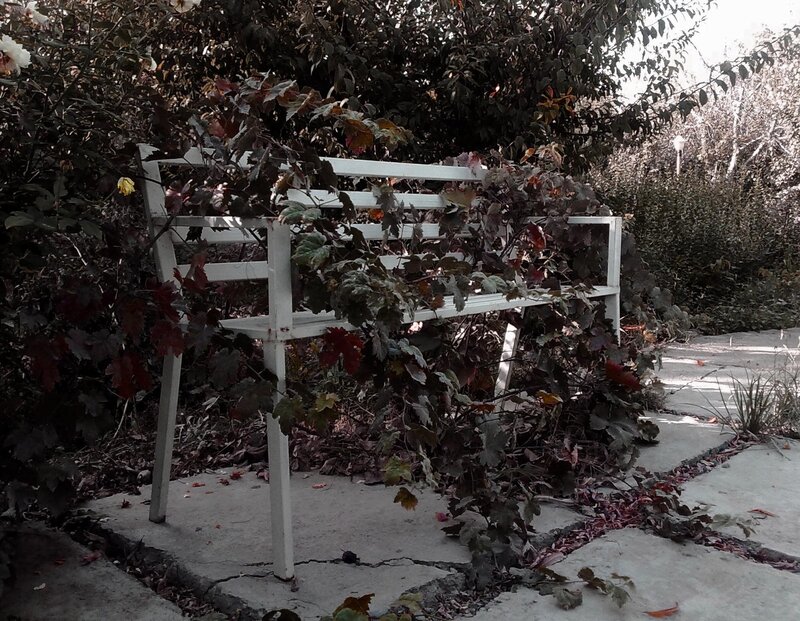 overgrown white bench in garden