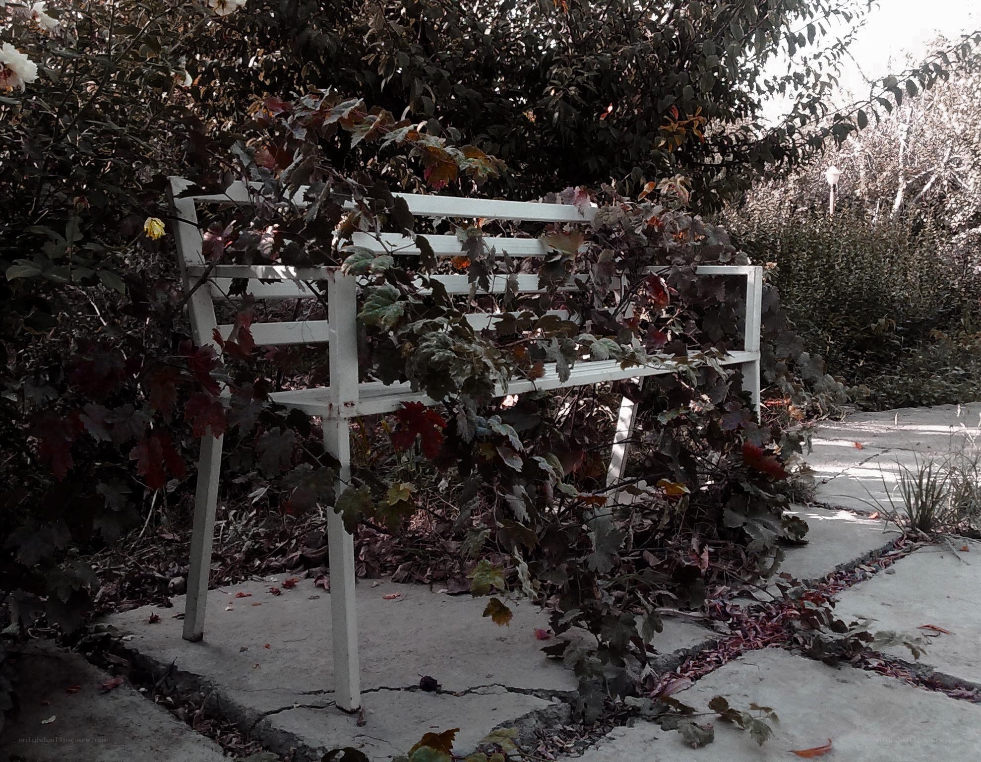 overgrown white bench in garden