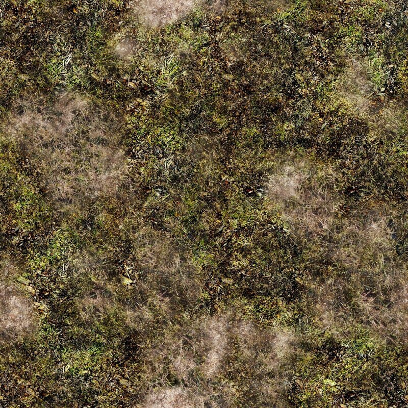 overhead view of grass and leaves