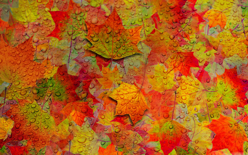 Overlapping Autumn Leaves — Red