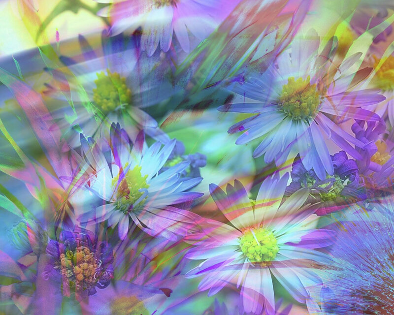 Overlapping Daisy Flowers