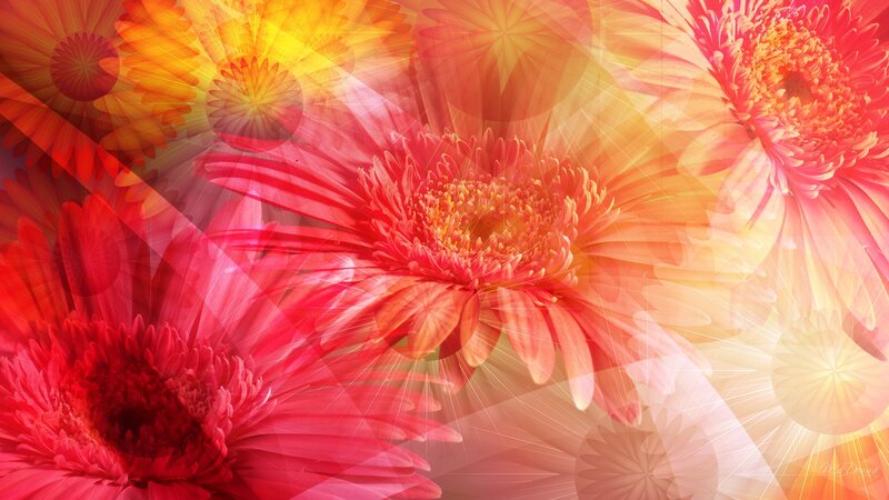 Overlapping Gerbera Daisies