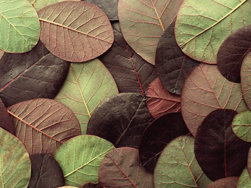 Overlapping Leaves