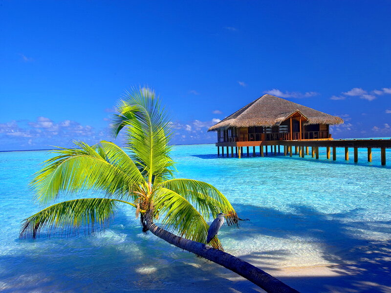 Overwater Bungalow and Palm Tree