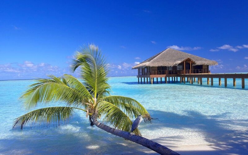 Overwater Bungalow with Palm Tree