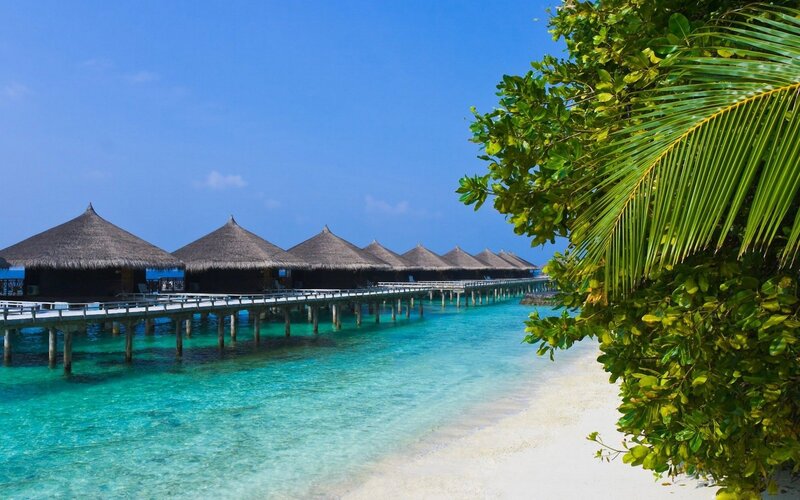 Overwater Bungalows — Blue, Serene, Afternoon, Photograph, Palm Tree, Beach, Ocean