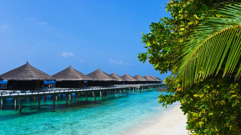 Overwater Bungalows — Blue, Serene, Afternoon, Photograph, Palm Tree, Beach