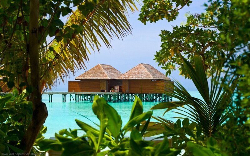 Overwater Bungalows — Green, Serene, Afternoon, Photograph, Palm Trees, Ocean