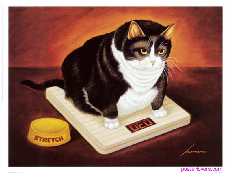 Overweight Cat on Scale