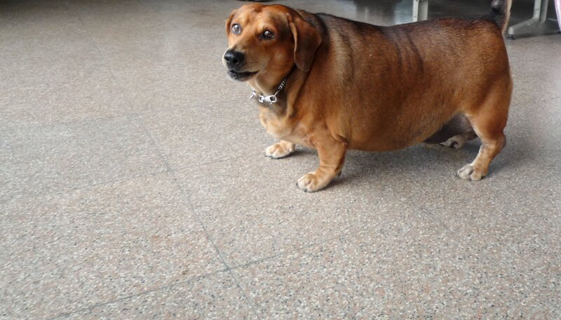 Overweight Dachshund Dog