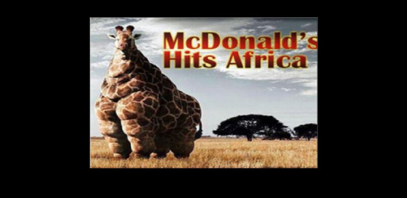 Overweight Giraffe
