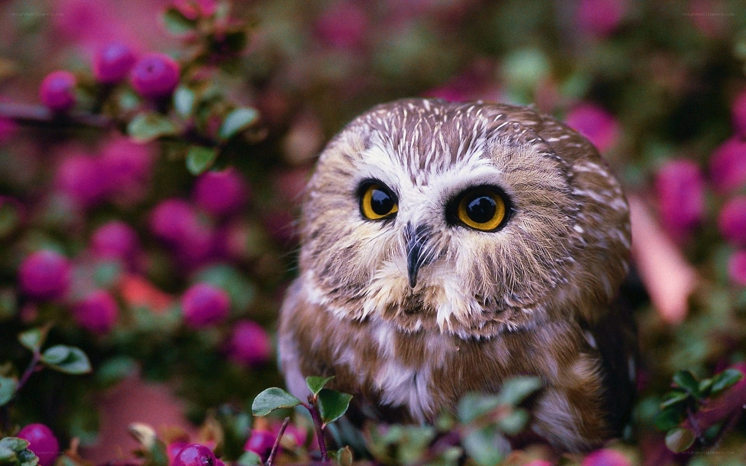 Owl among pink berries