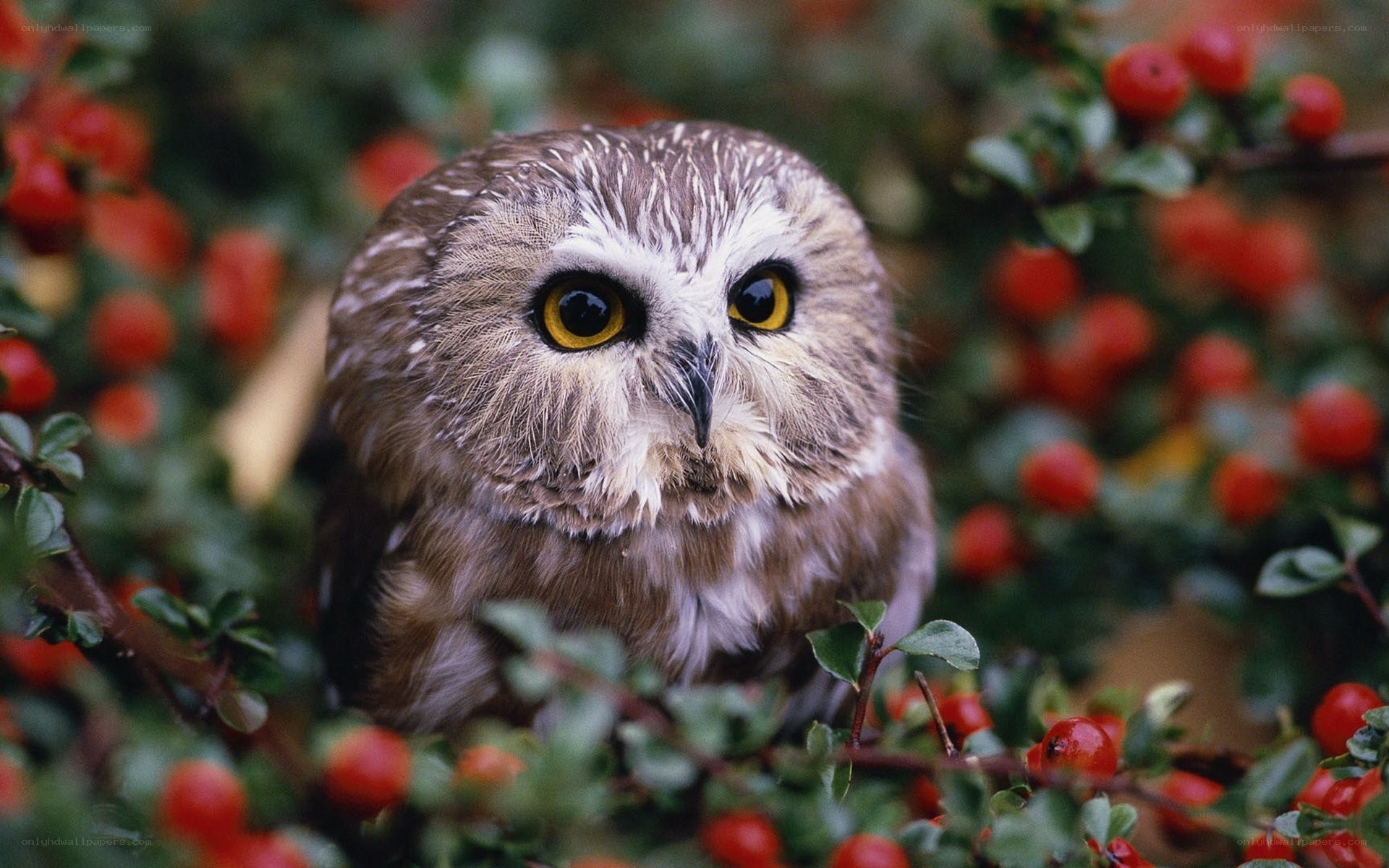 Owl among red berries