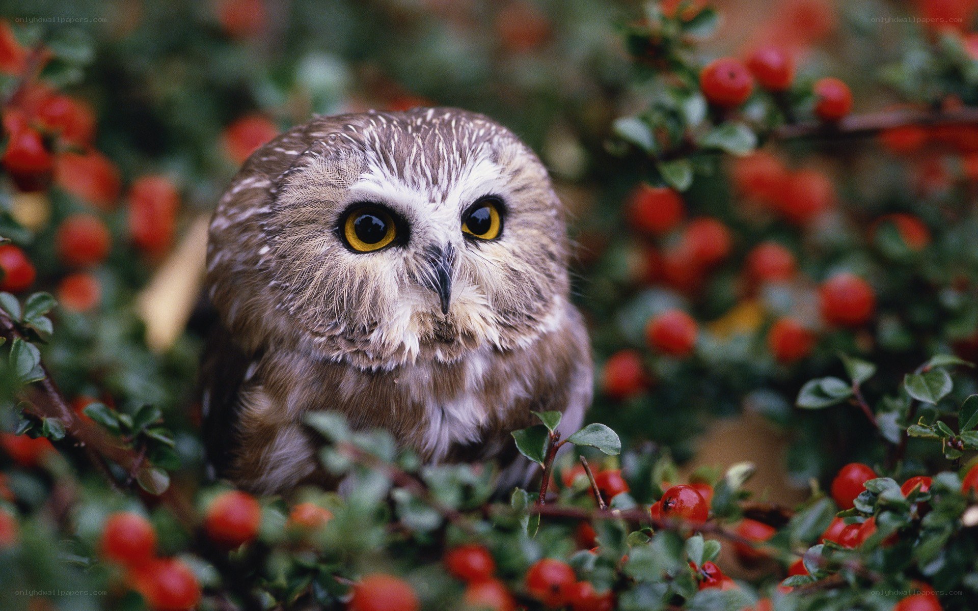 Owl among red berries