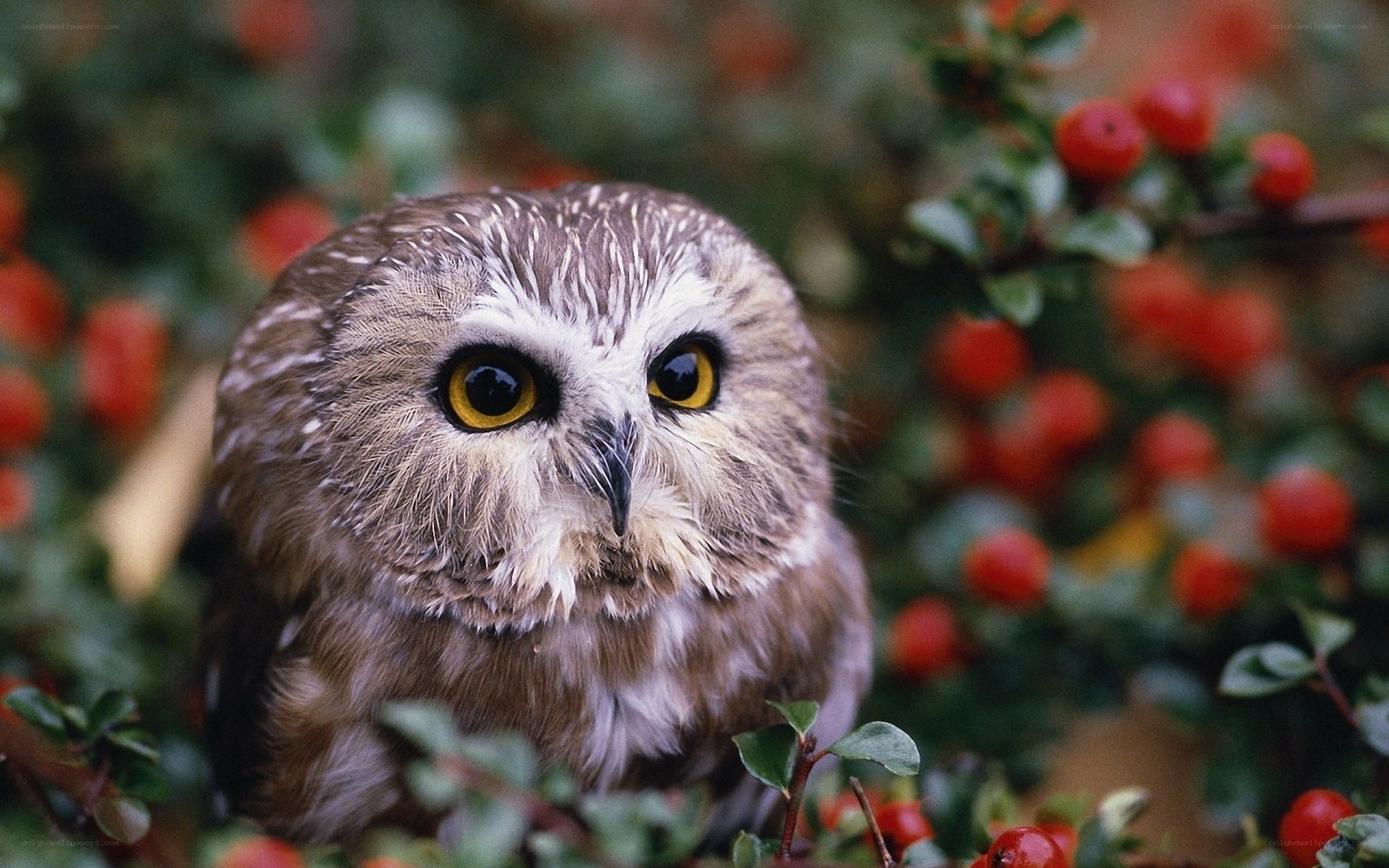 Owl among red berries