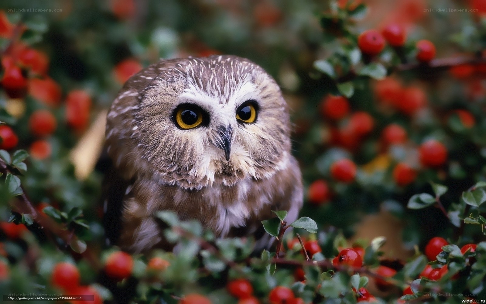Owl among red berries