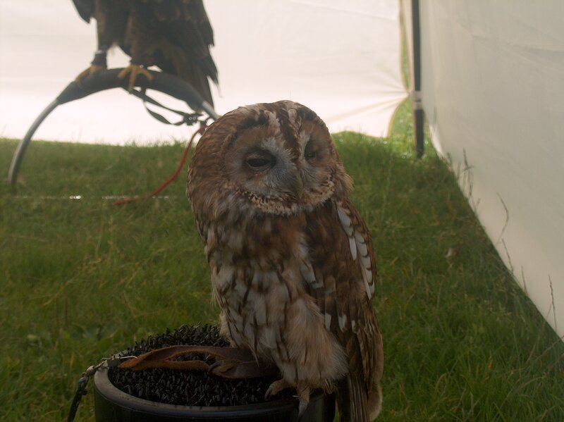 Owl and bird of prey on display