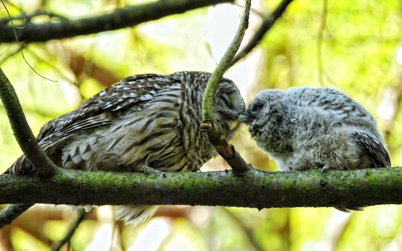 Owl and Chick on Branch