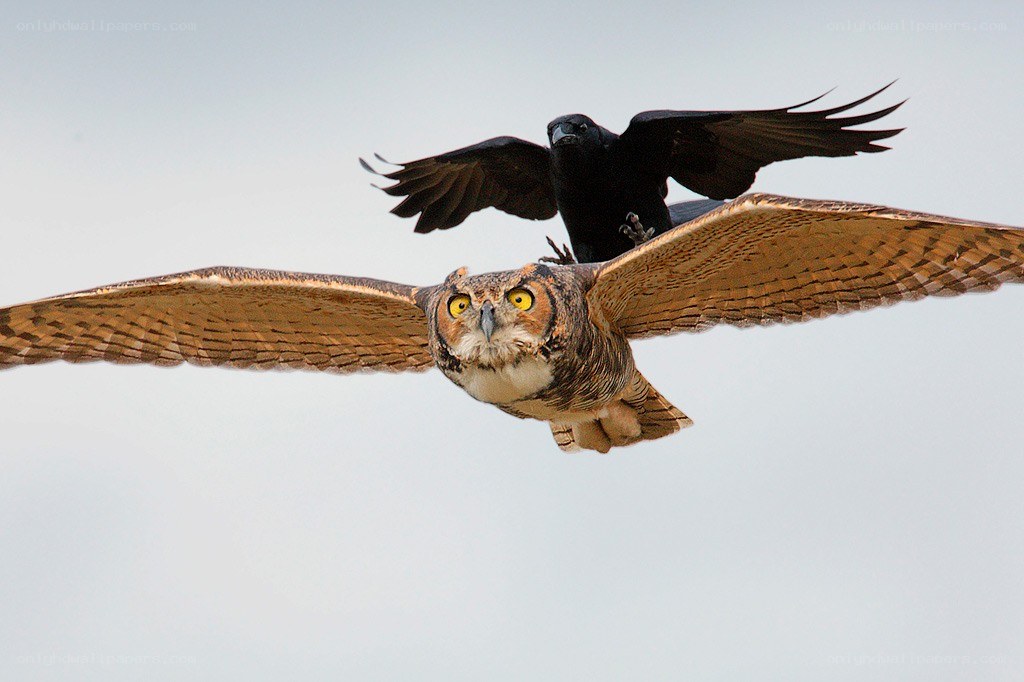Owl and crow in flight