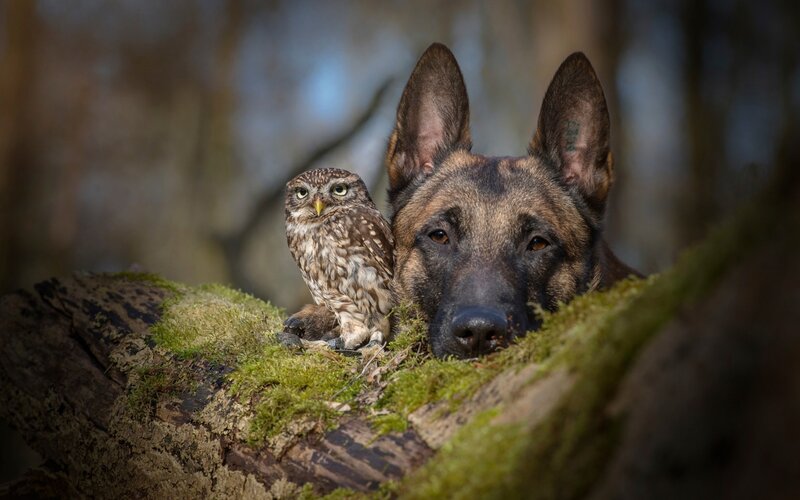 Owl and Dog on Log