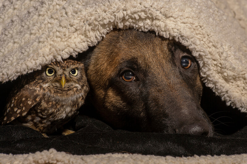 Owl and Dog under Blanket