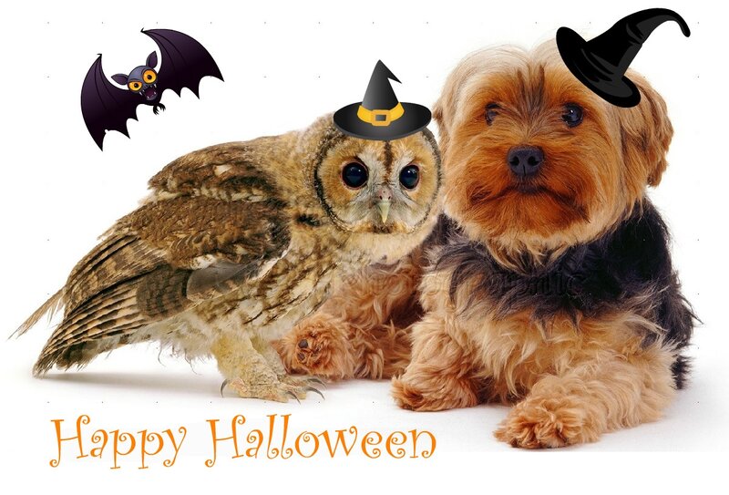 Owl and Dog with Hats