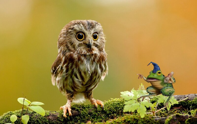 Owl and Frog on Branch