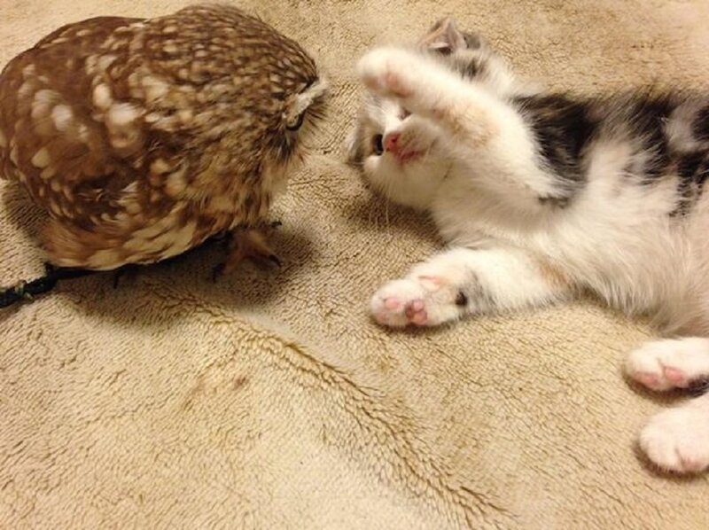 Owl and Kitten Playing
