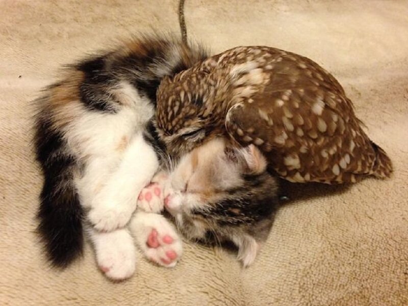 Owl and Kitten Sleeping