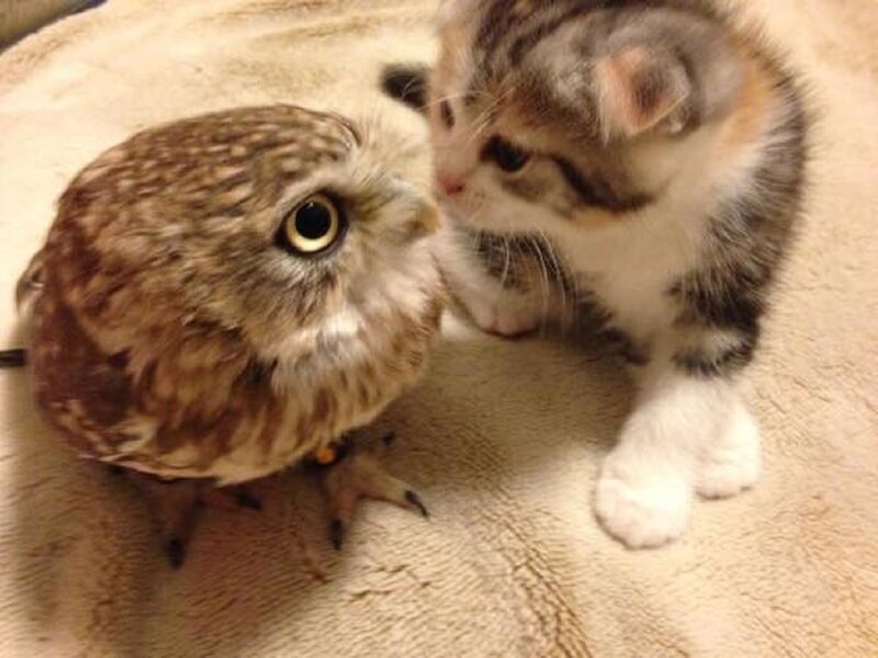Owl and Kitten Together