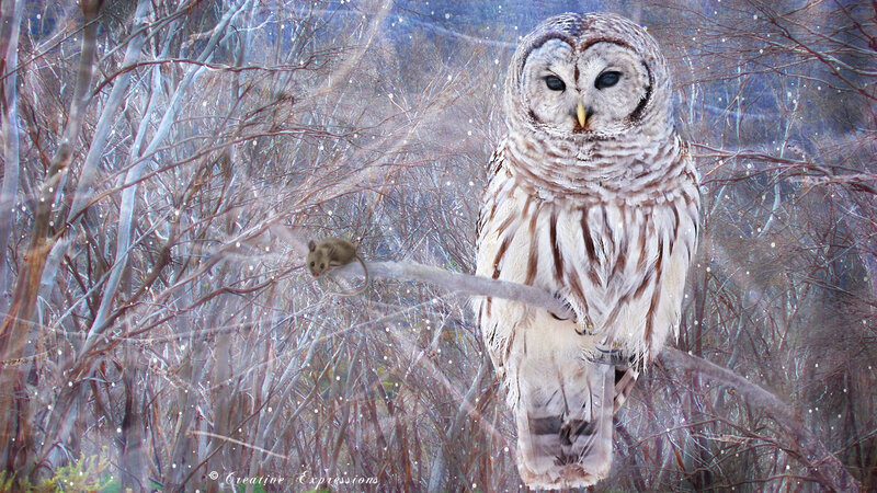 Owl and Mouse in Forest — White