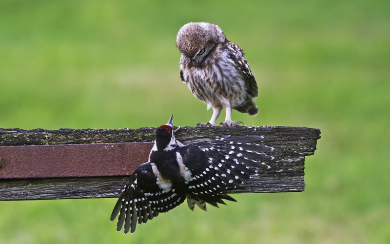 Owl and Woodpecker