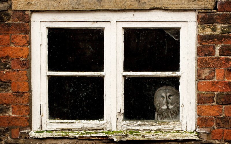 Owl at a window