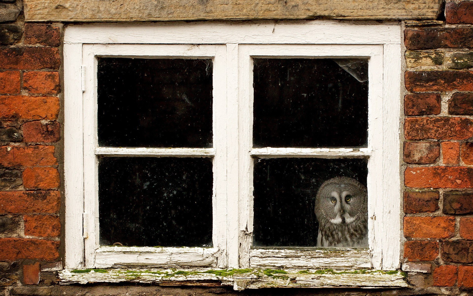 Owl at a window