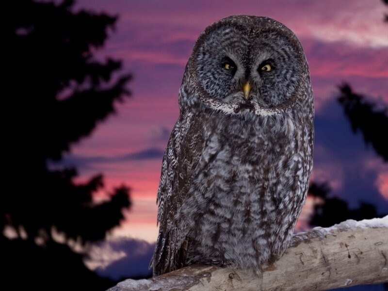 Owl at dusk on a branch