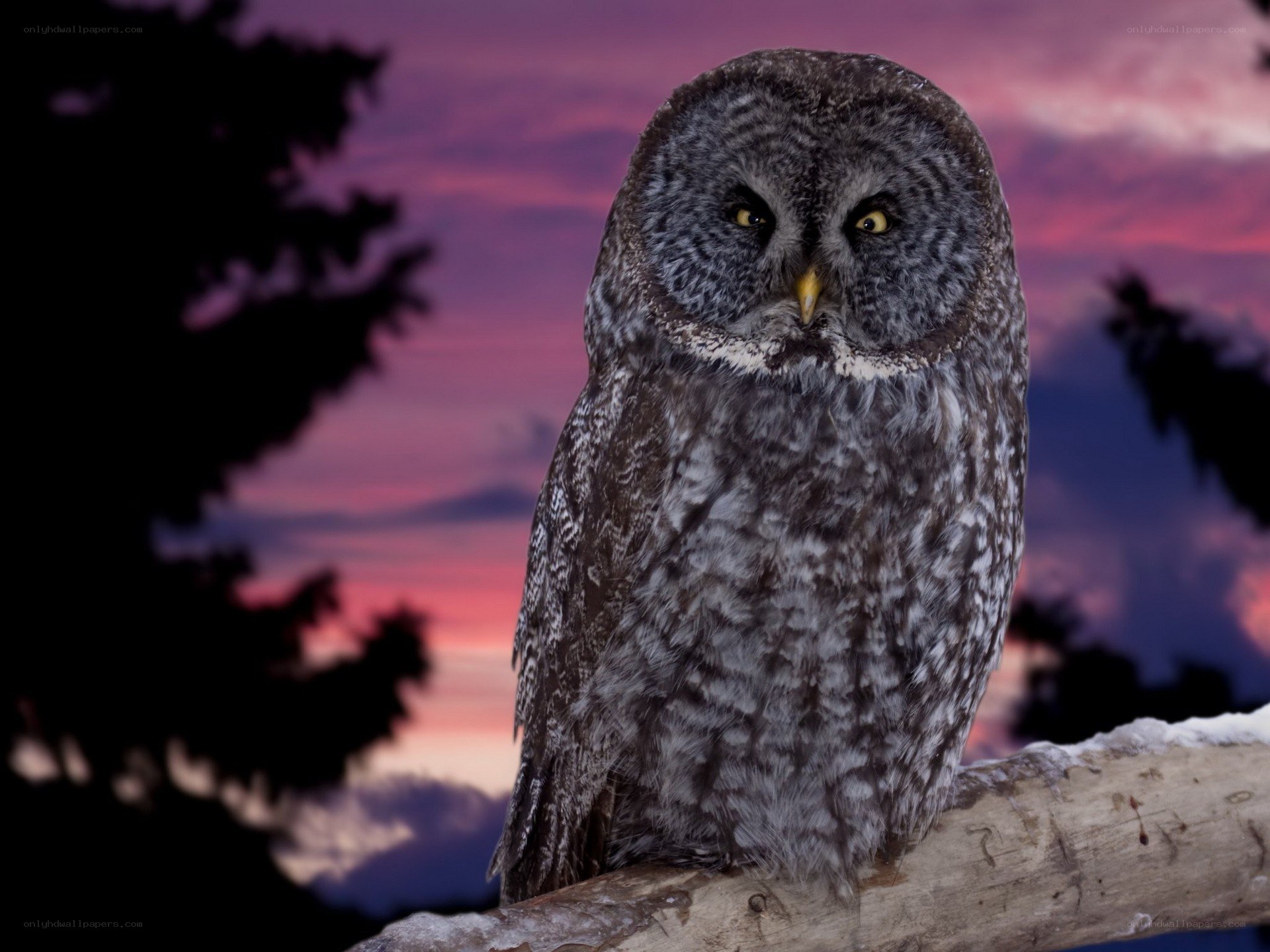 Owl at dusk on a branch