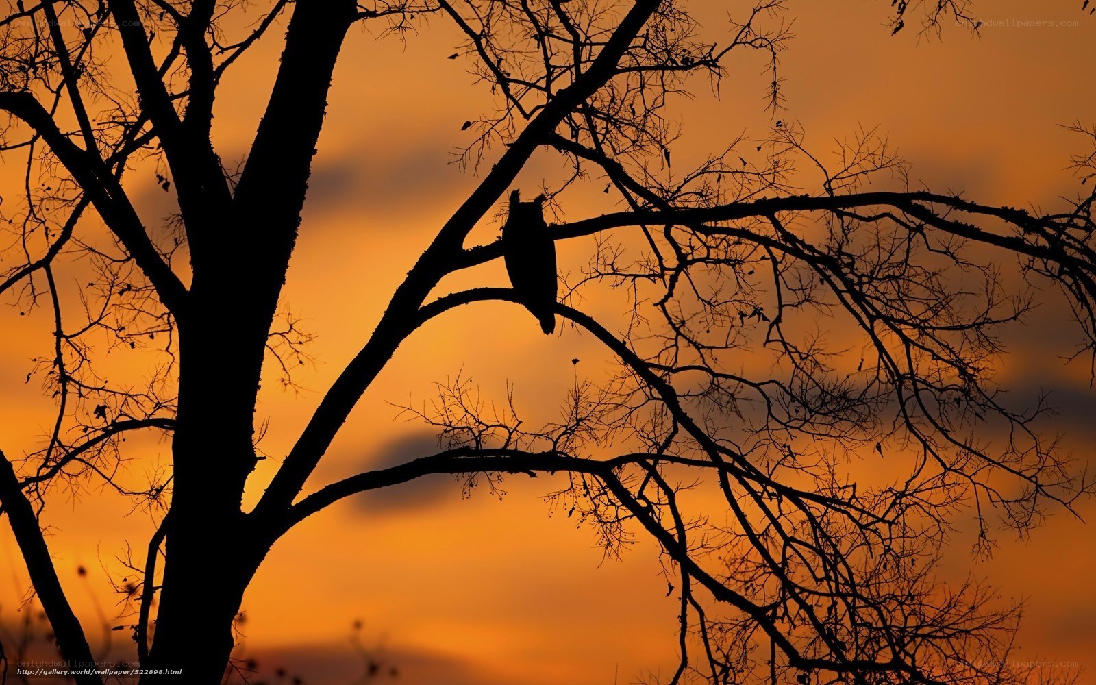 Owl at sunset in silhouette
