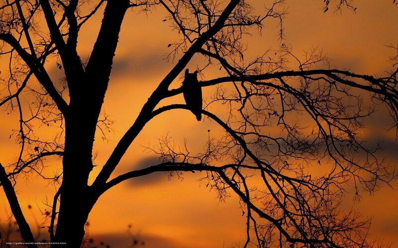 Owl at sunset in tree