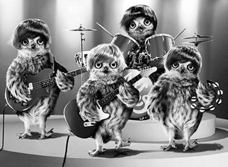 Owl Band Performing