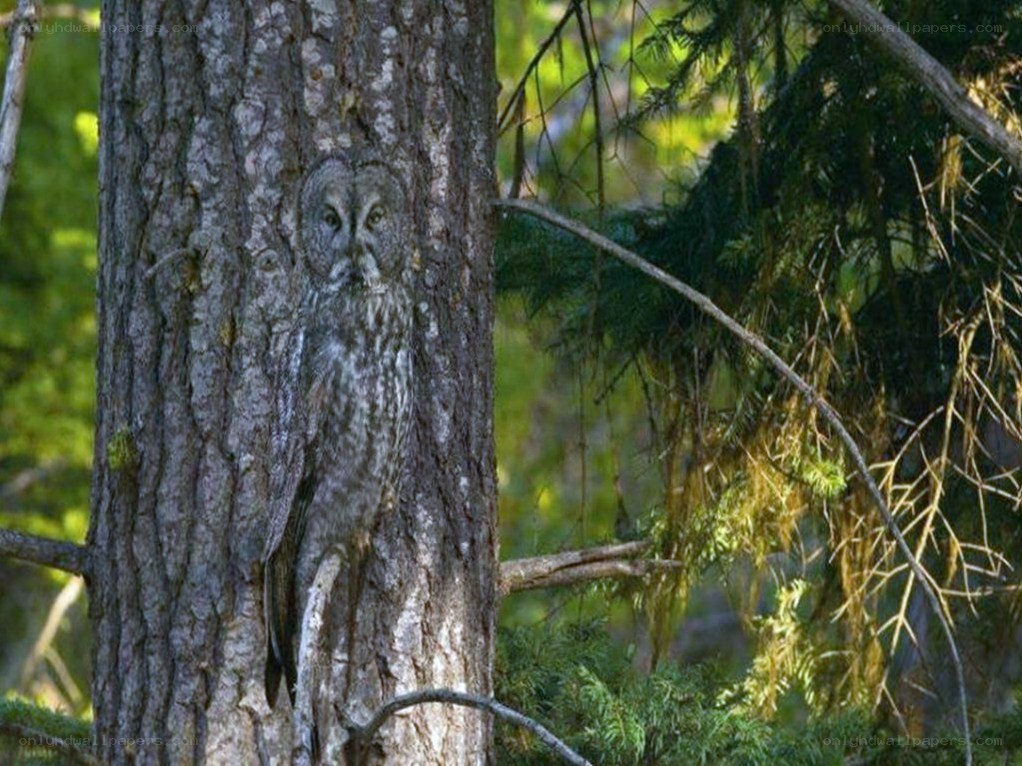 Owl camouflaged on tree