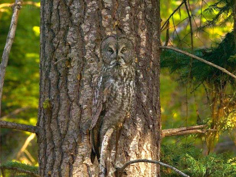 Owl camouflaged on tree