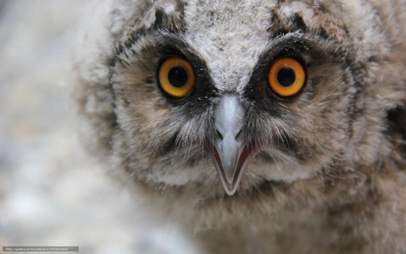 Owl Chick Close-up